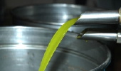 olive oil