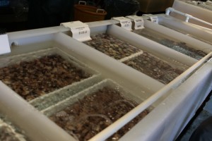 Quality Seafood has all kinds of live shellfish, crab, oysters, and an array of other fresh seafood ingredients. 