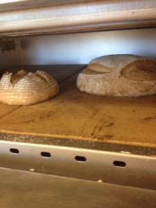 My sprouted wheat flour sourdough bread, loaded with sprouted grits, about halfway through the bake.