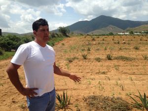 Eduardo Angeles in his agave field.