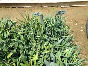 Agave sprouts at the greenhouse in Santa Catarina Minas