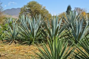 Espadin Agave -- it takes time to replace them as they are harvested.