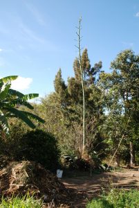 Flowering tepextate agave cactus