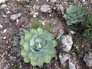 Papaloma Agave