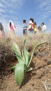 Planting Agave for Earth Day