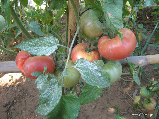 Tomatoes