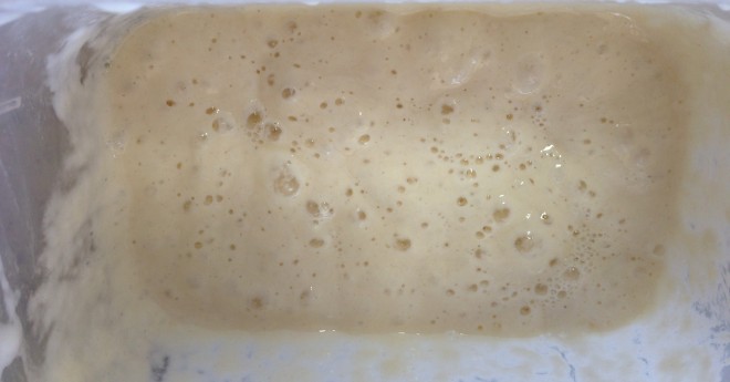 sourdough starter