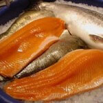 Rainbow Trout