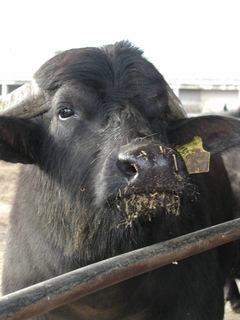 Asian Buffalo