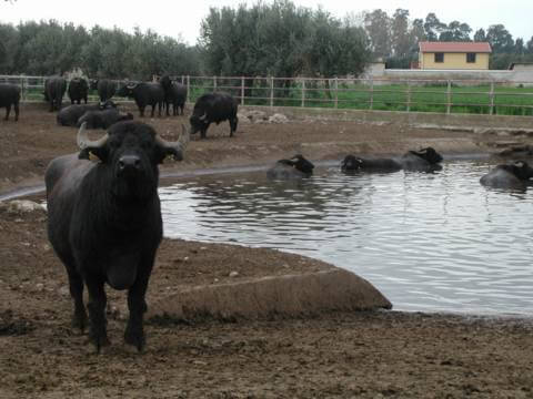 Asian Buffalo