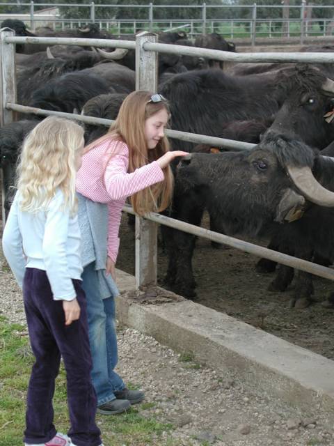 Asian Buffalo