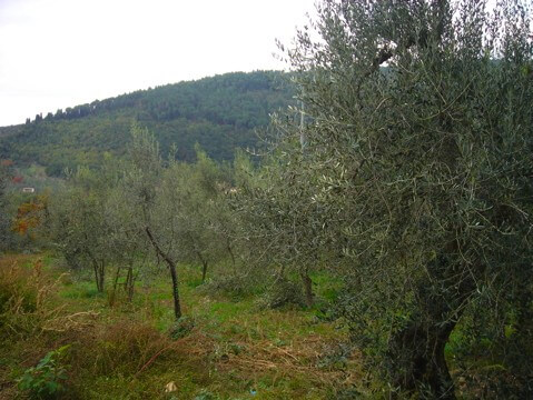 OliveOil2