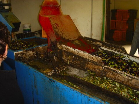 OliveOil4