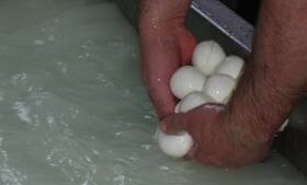 mozzarella balls