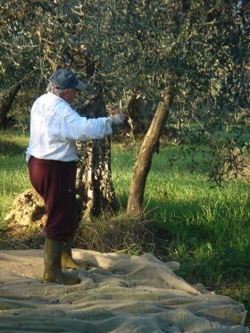 olives harvest by hand