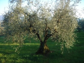 well pruned olive trees