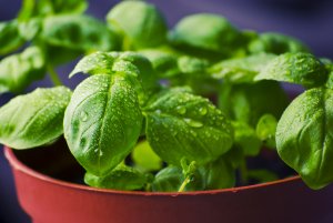 basil plant in red pot-water on leaves