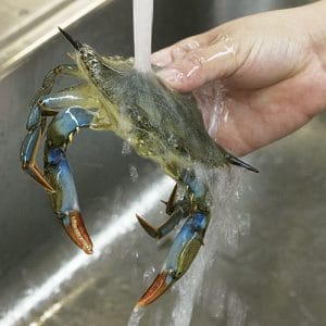 soft shell crab being rinsed