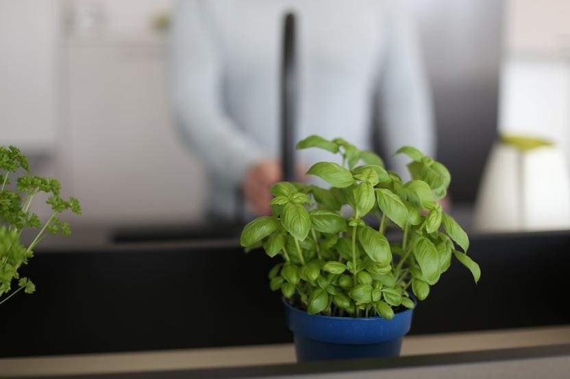 Basil in Pot