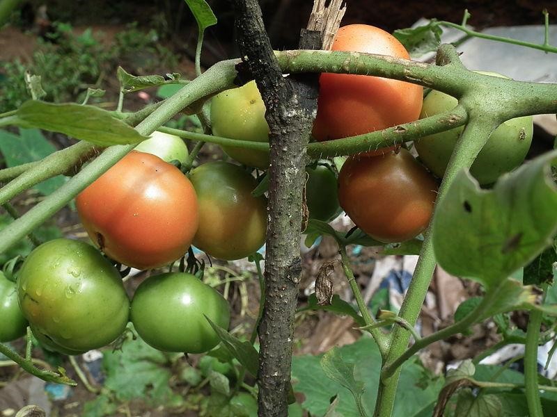 red adn green tomatos on vine